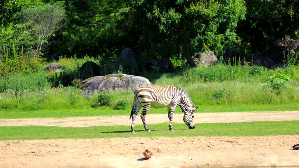 zebre zoo parc tete or lyon