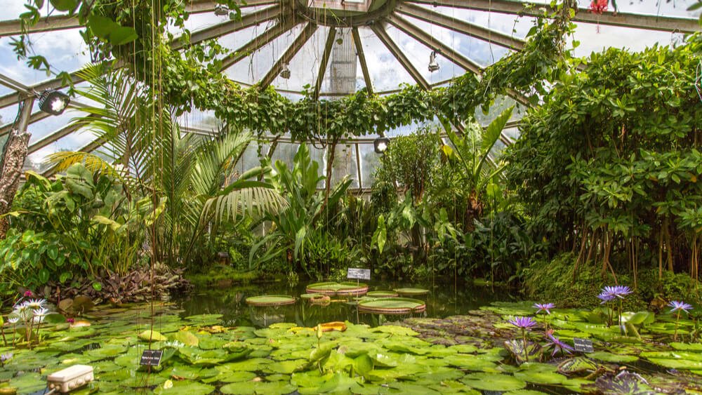 plan eau nenuphares sous serres jardin botanique lyon