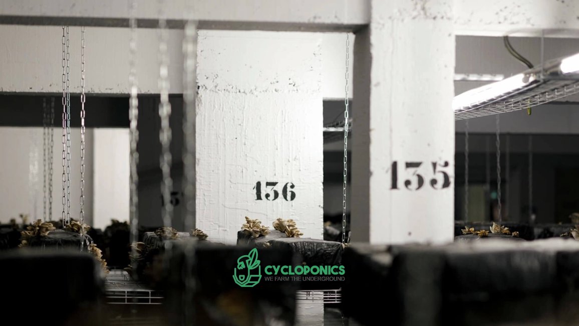 ferme souterraine cycloponics a champignons dans un parking de lyon