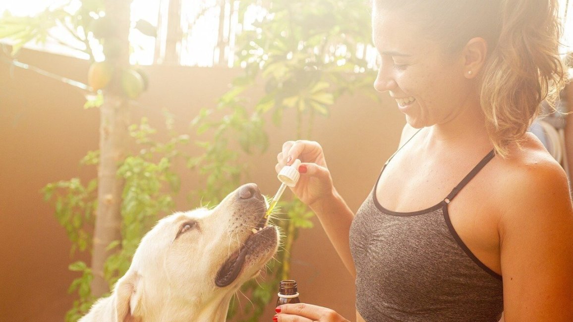 vente huile cbd animaux de compagnie lyon