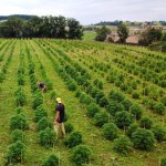 champs cultive de chanvre sur l exploitation agricole d hemperious cbd dans le baujolais