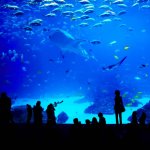 aquarium lyon