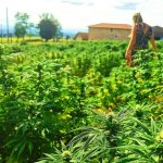 la ferme familiale plante de tomine a lyon