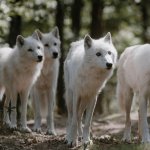 loups blanc parc animalier courzieu