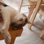 caresser chat au bonheur des chats lyon