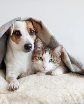 animaux lyon
