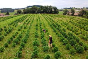 champs cultive de chanvre sur l exploitation agricole d hemperious cbd dans le baujolais