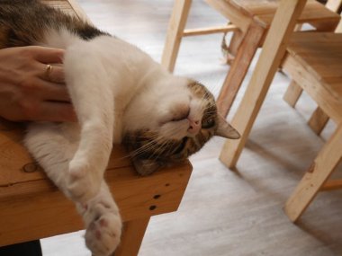 caresser chat au bonheur des chats lyon