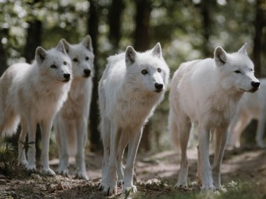 loups blanc parc animalier courzieu