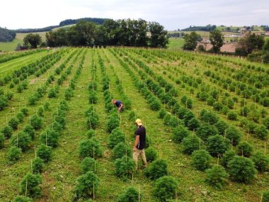 champs cultive de chanvre sur l exploitation agricole d hemperious cbd dans le baujolais
