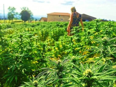 la ferme familiale plante de tomine a lyon