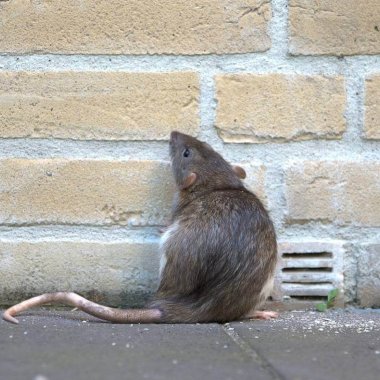 un rat qui se ballade sur un troittoir de lyon