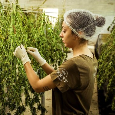 une cultivatrice lyonnaise fait secher du chanvre dans son atelier agricole