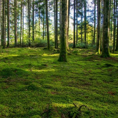 foret en auvergne rhone alpes