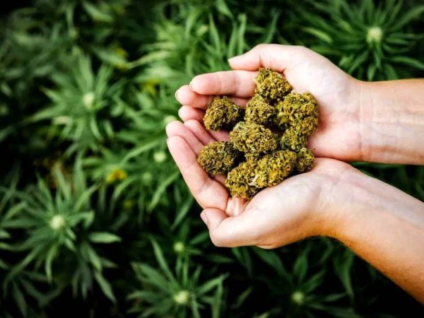 plantes medicinales et a parfum chez plante de tomine a lyon