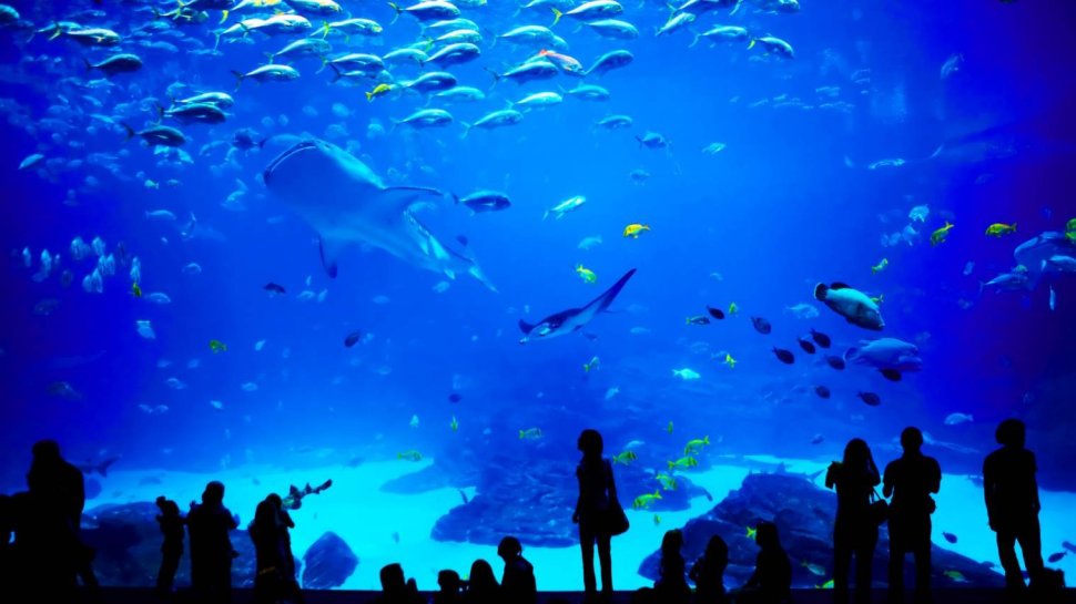 aquarium lyon