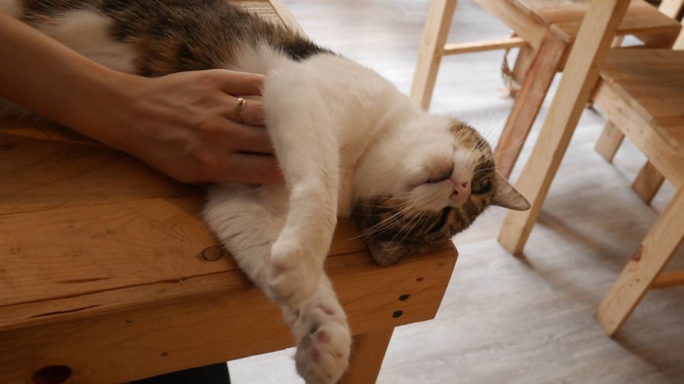 caresser chat au bonheur des chats lyon