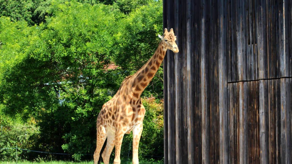 girafe zoo tete or lyon