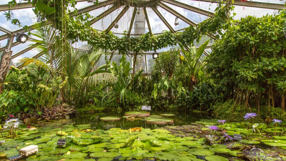 plan eau nenuphares sous serres jardin botanique lyon