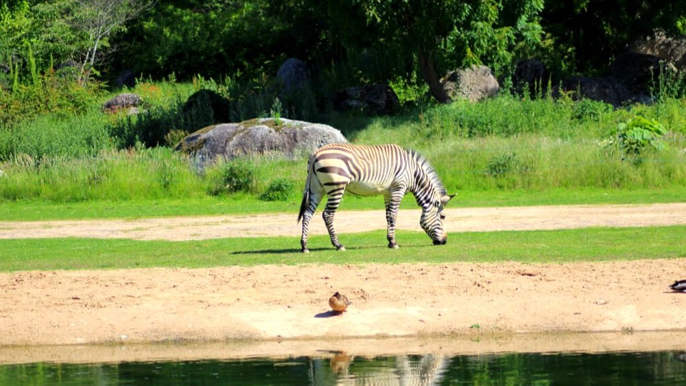 zebre zoo parc tete or lyon