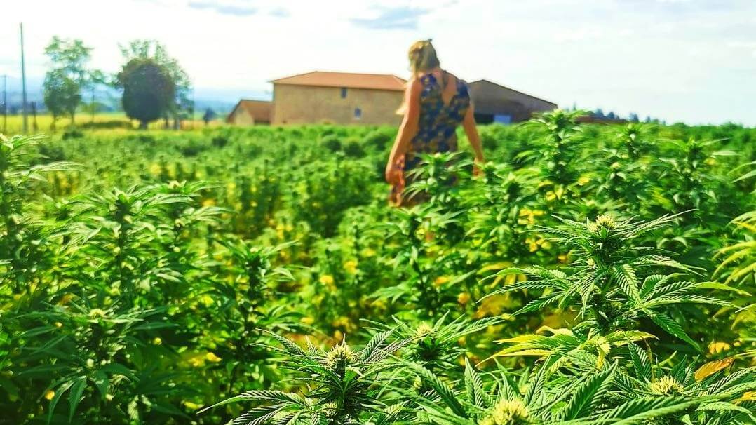 la ferme familiale plante de tomine a lyon