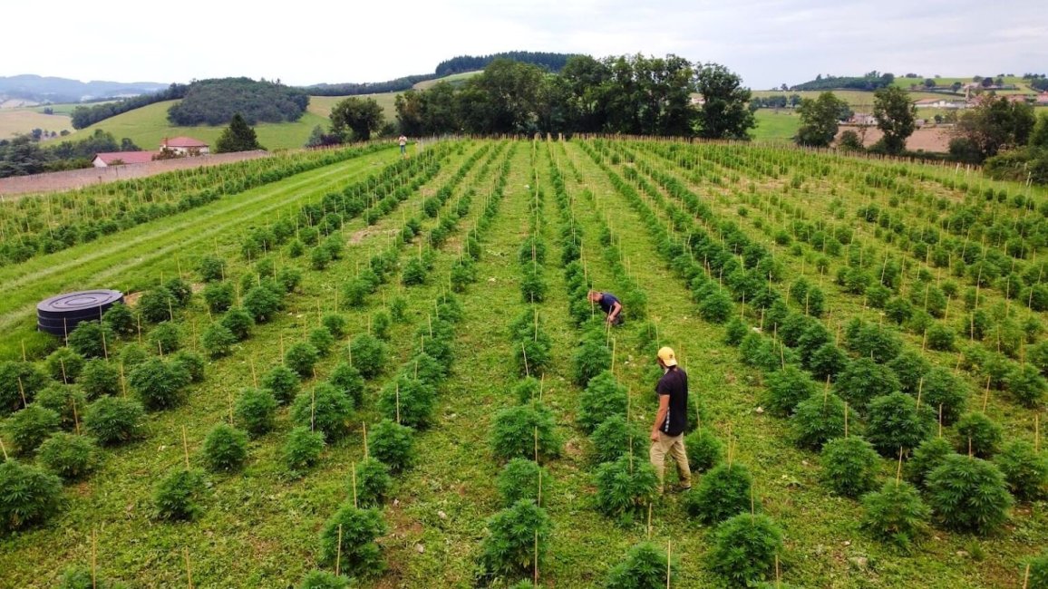 champs cultive de chanvre sur l exploitation agricole d hemperious cbd dans le baujolais