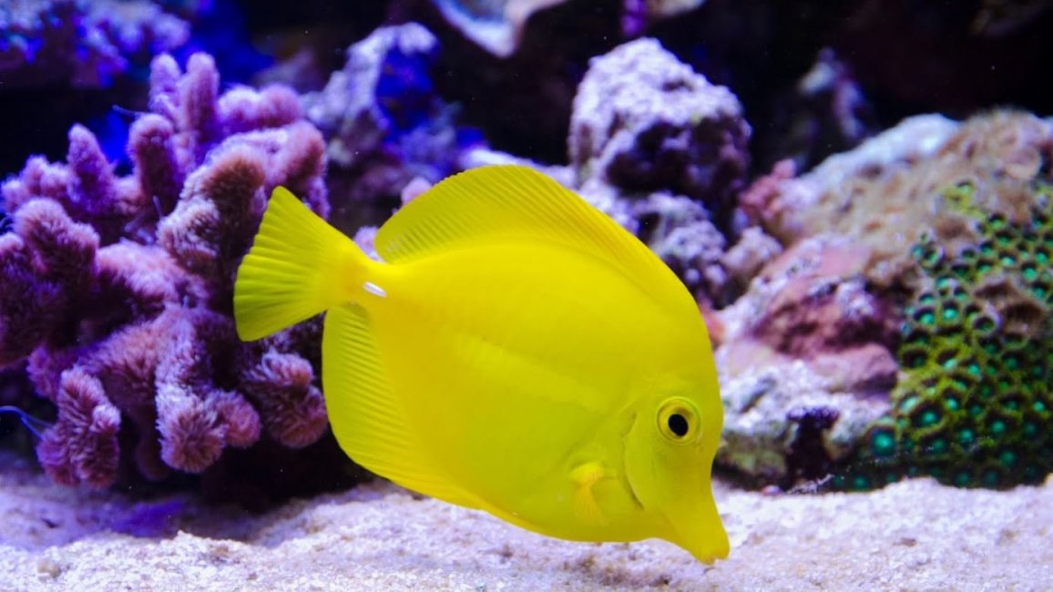 poisson tropical jaune coraux aquarium lyon