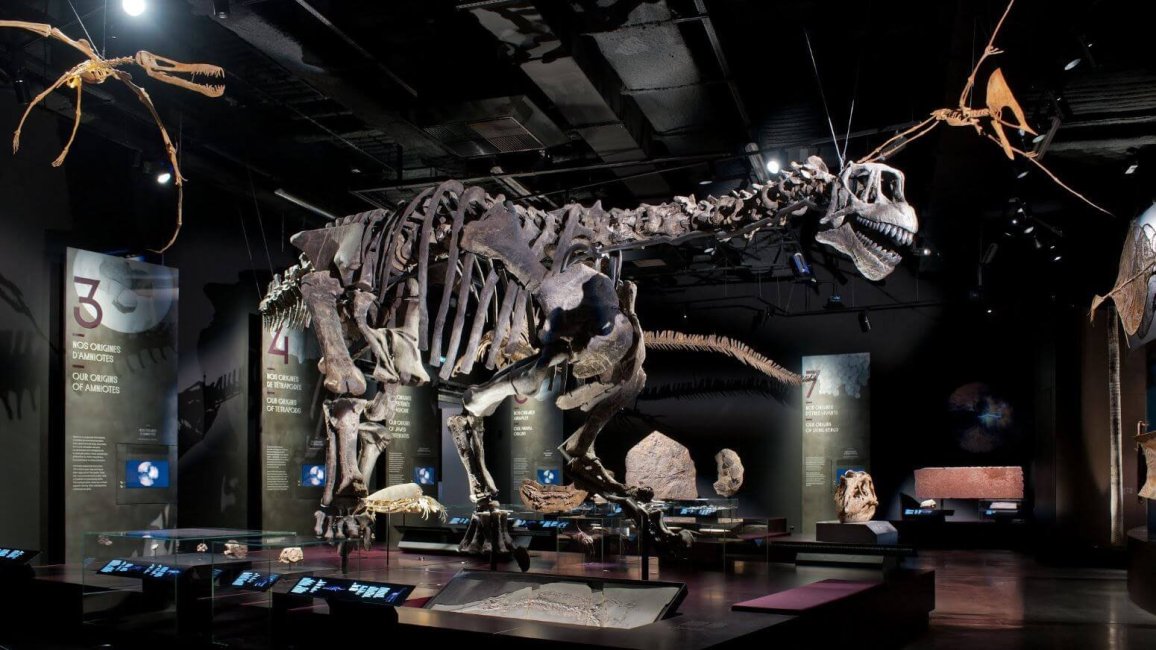 squelette de dinosaure de l exposition virtuelle google art project au musee des confluences de lyon