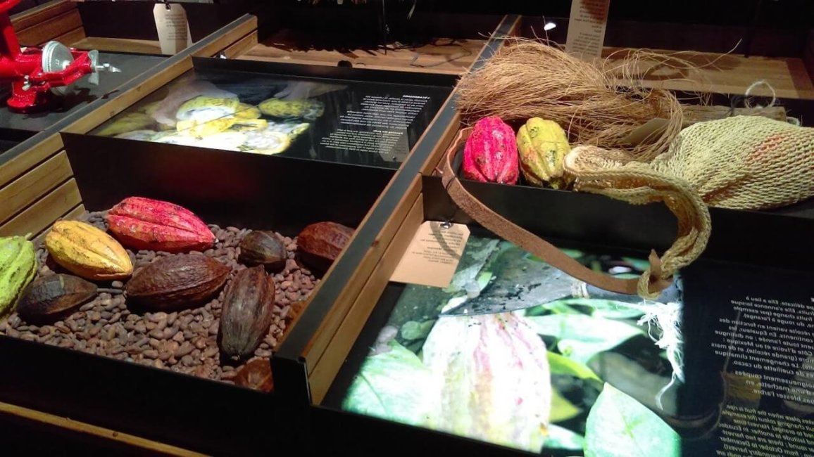 exposition de feves de cacao dans le musee du chocolat de lyon
