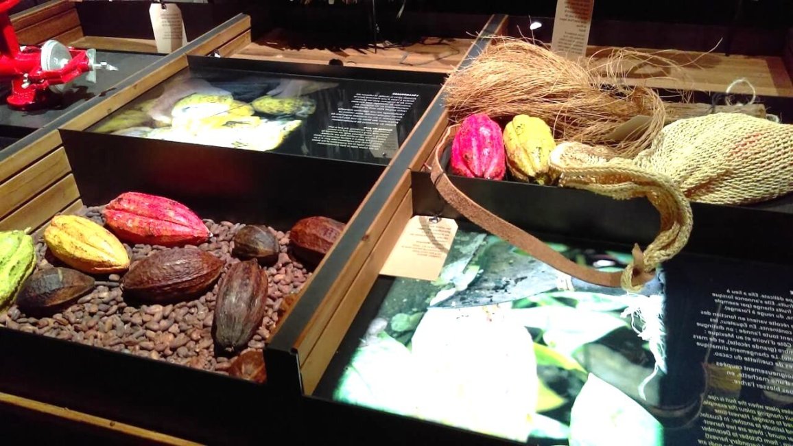 exposition de feves de cacao dans le musee du chocolat de lyon