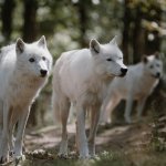 loups blanc parc animalier courzieu