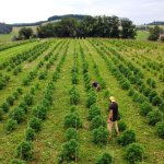 champs cultive de chanvre sur l exploitation agricole d hemperious cbd dans le baujolais