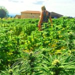 la ferme familiale plante de tomine a lyon