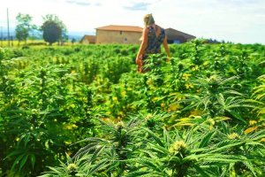 la ferme familiale plante de tomine a lyon