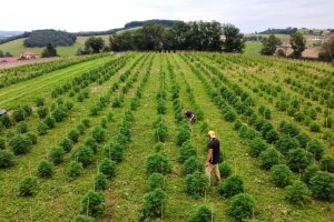 champs cultive de chanvre sur l exploitation agricole d hemperious cbd dans le baujolais