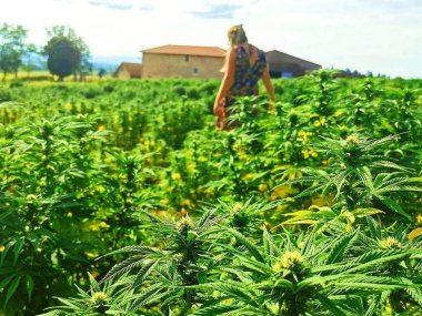 la ferme familiale plante de tomine a lyon