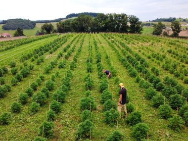 champs cultive de chanvre sur l exploitation agricole d hemperious cbd dans le baujolais