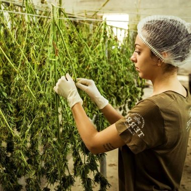 une cultivatrice lyonnaise fait secher du chanvre dans son atelier agricole