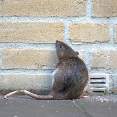 un rat qui se ballade sur un troittoir de lyon