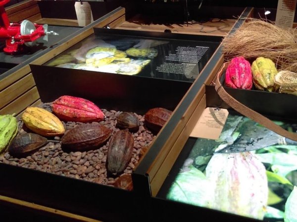exposition de feves de cacao dans le musee du chocolat de lyon