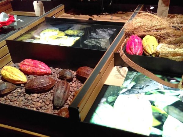 exposition de feves de cacao dans le musee du chocolat de lyon