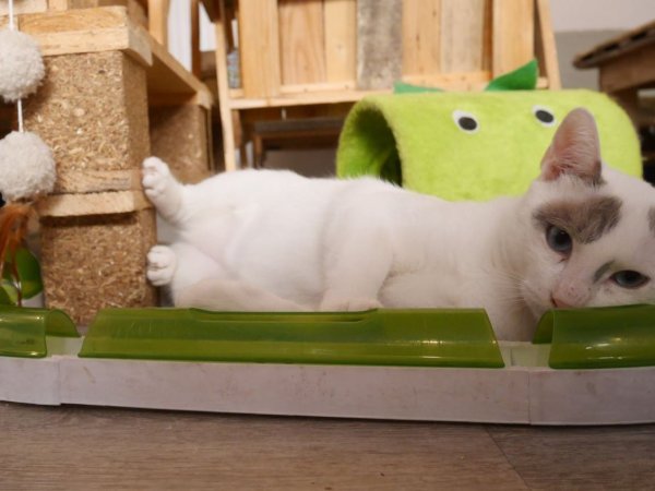 chat blanc au bonheur des chats lyon