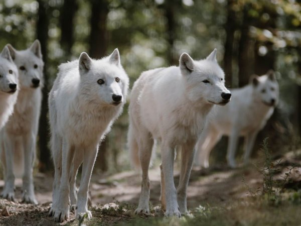 loups blanc parc animalier courzieu