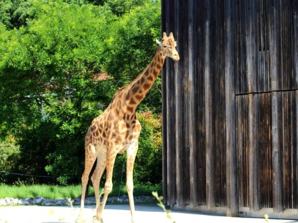 girafe zoo tete or lyon