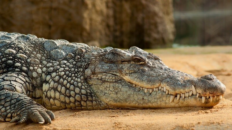 crocodile a pierrelatte pres de lyon
