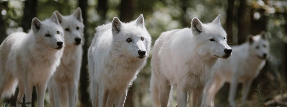 loups blanc parc animalier courzieu