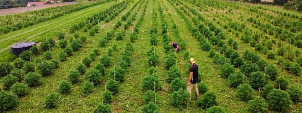 champs cultive de chanvre sur l exploitation agricole d hemperious cbd dans le baujolais